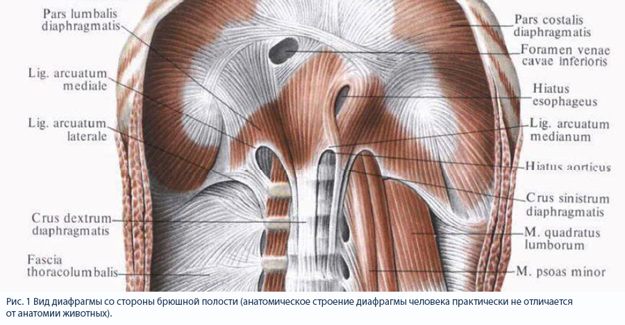 Вид диафрагмы со стороны брюшной полости